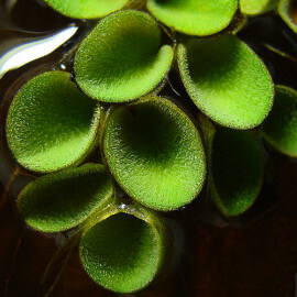 Salvinia Cucullata PREMIUM