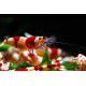 Crevette Red Crystal Grade A-B