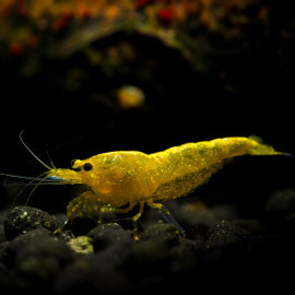 Crevette Neocaridina sp. Yellow Fire