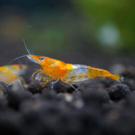 Crevette Neocaridina heteropoda Orange Rili