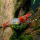 Crevette Red Rili