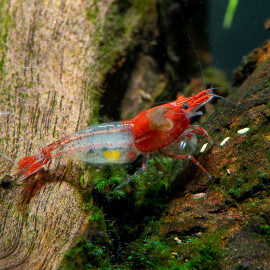 Crevette Neocaridina sp. Red Rili