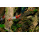 Crevette Red Rili