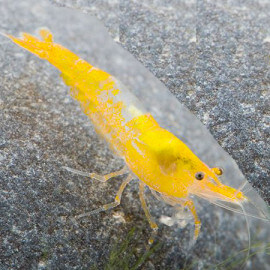 Crevette Neocaridinia heteropoda Yellow Rili