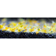 Crevette Neocaridinia heteropoda Yellow Rili