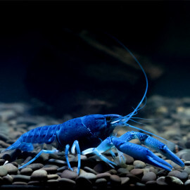 Ecrevisse Procambarus alleni blue