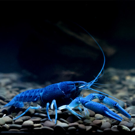 Ecrevisse Procambarus alleni Electric Blue