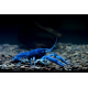 Ecrevisse Procambarus alleni Electric Blue