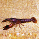 Ecrevisse Cherax boesemani red brick