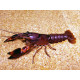 Ecrevisse Cherax boesemani red brick