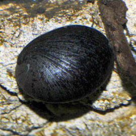 Neripteron sp - Escargot mangeur d'algues