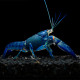 Cherax quadricarinatus sp Super Blue