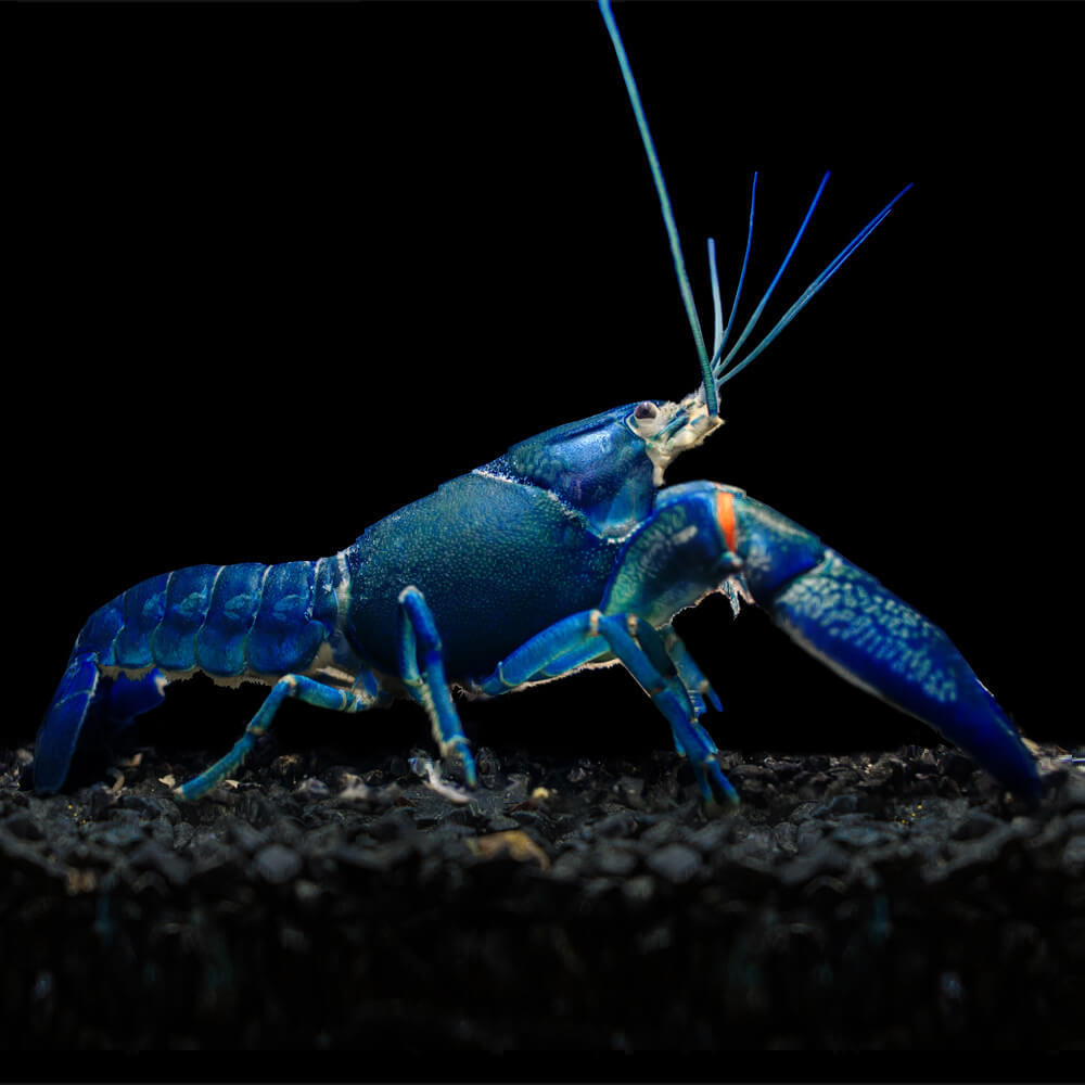 Ecrevisse Cherax Quadricarinatus Sp Super Blue Aquaplante Ecrevisse Cherax Quadricarinatus Sp Super Blue Aquaplante