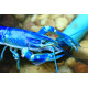 Cherax quadricarinatus sp Super Blue