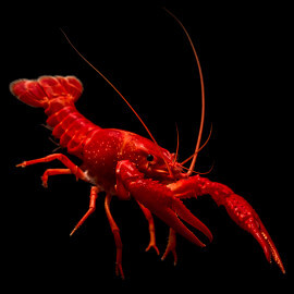 Ecrevisse Procambarus sp. Marlboro red