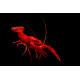 Ecrevisse Cherax quadricarinatus sp Marlboro red