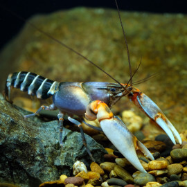 Ecrevisse Cherax peknyi zebra