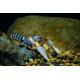 Ecrevisse Cherax peknyi zebra