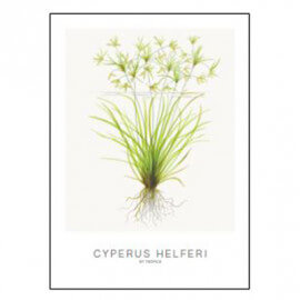 Tropica Carte d'art - Aquarelle - Cyperus Helferi