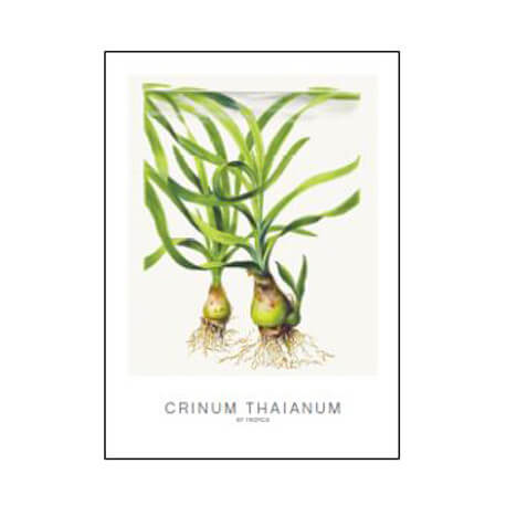 Tropica Carte d'art - Aquarelle - Crinum Thaianum