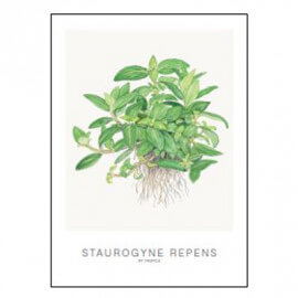 Tropica Carte d'art - Aquarelle - Staurogyne repens