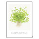 Tropica Carte d'art - Aquarelle - Bacopa Australis