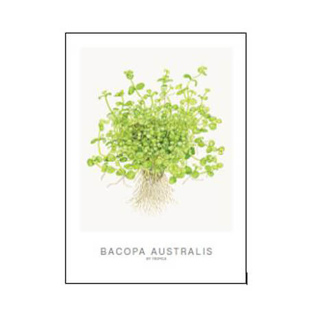 Tropica Carte d'art - Aquarelle - Bacopa Australis
