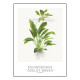 Tropica Carte d'art - Aquarelle - Echinodorus ozelot green