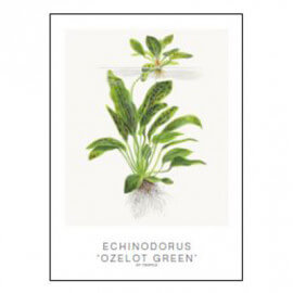 Tropica Carte d'art - Aquarelle - Echinodorus ozelot green