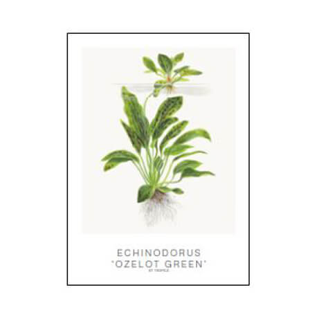 Tropica Carte d'art - Aquarelle - Echinodorus ozelot green