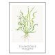 Tropica Carte d'art - Aquarelle - Echinodorus vesuvius
