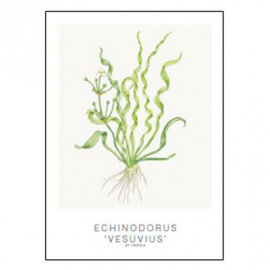 Tropica Carte d'art - Aquarelle - Echinodorus vesuvius