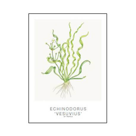 Tropica Carte d'art - Aquarelle - Echinodorus vesuvius