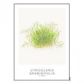 Tropica Carte d'art - Aquarelle - Utricularia graminifolia