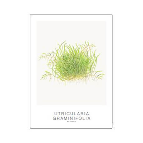 Tropica Carte d'art - Aquarelle - Utricularia graminifolia