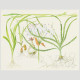 Tropica Poster d'art - Aquarelle - Crinum