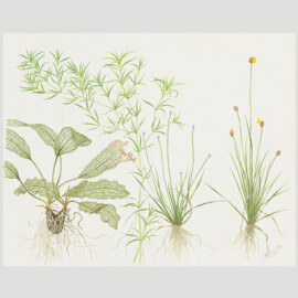 Tropica Poster d'art - Aquarelle - Crinum