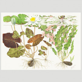 Tropica Poster d'art - Aquarelle - nymphaea