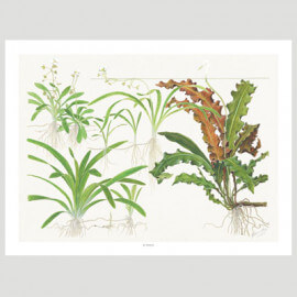 Tropica Poster d'art - Aquarelle - sagittaria
