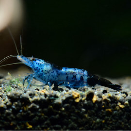 Crevette Neocaridina heteropoda Carbon Rili Blue