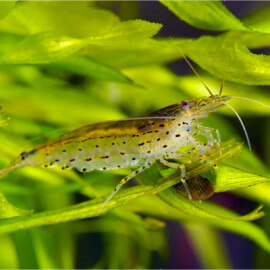 Crevette Caridina Japonica (Amano shrimp) taille S-M