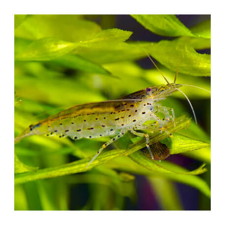 Crevette Caridina Japonica (Amano shrimp) taille S