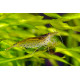 Crevette Caridina Japonica (Amano shrimp) taille S