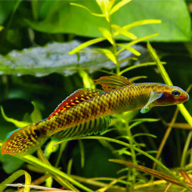 Stiphodon Ornatus Rainbow (Sauvage - Indonésie)