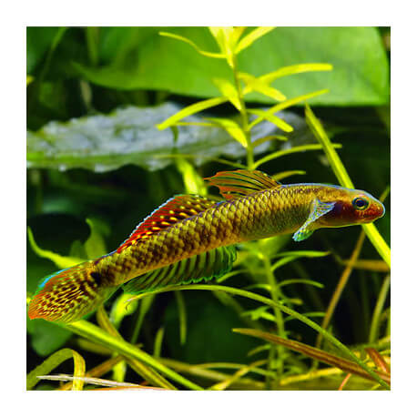 Stiphodon Ornatus Rainbow (Sauvage - Indonésie)