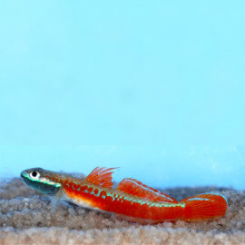 Stiphodon Stiphodon sp. Papua Red Marble (Sauvage - Indonésie)