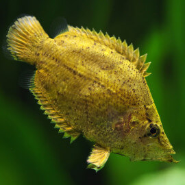 Monocirrhus polyacanthus - Poisson Feuille (Sauvage - Colombie)