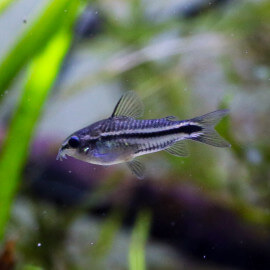 Corydoras pygmaeus - corydoras nain (Sauvage - Colombie)