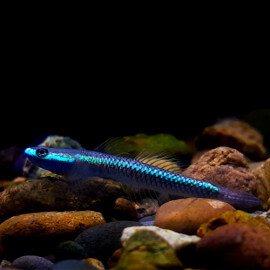 Stiphodon Semoni (Sauvage - Indonésie)