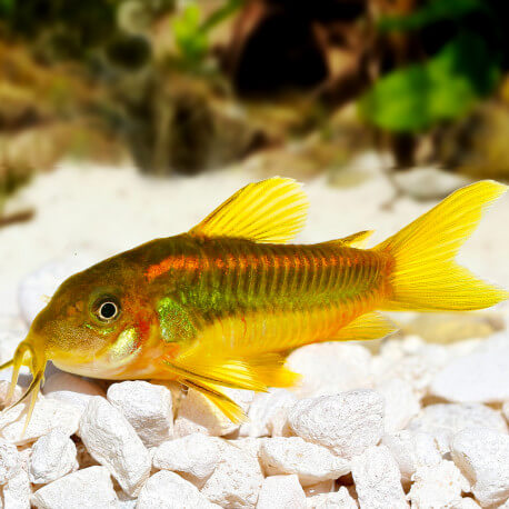 Corydoras gold strip peru (Sauvage - Colombie)